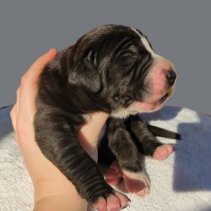 Great Dane Puppy