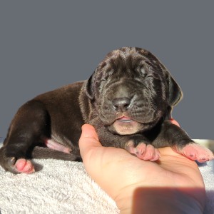 Great Dane Puppy