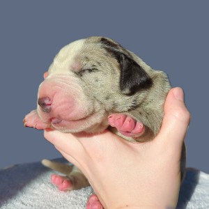 Great Dane Puppy