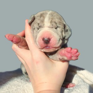 Great Dane Puppy